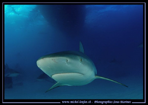 Caribbean Reef Shark on Tail Fish Reef - Bahamas... not f... by Michel Lonfat 